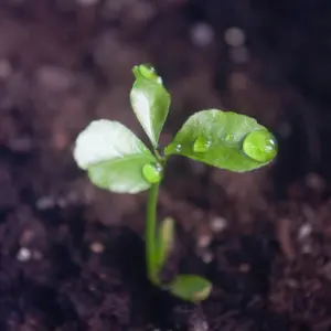 გაღვივებული მწვანე მცენარე, ფოთლებზე წყლის წვეთებით